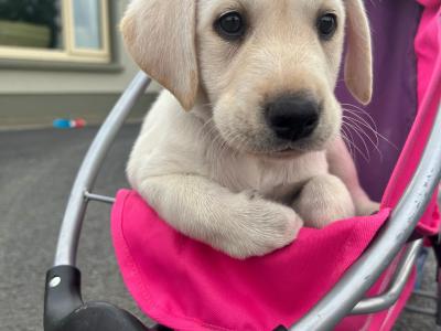 Labrador puppies in Kerry €500