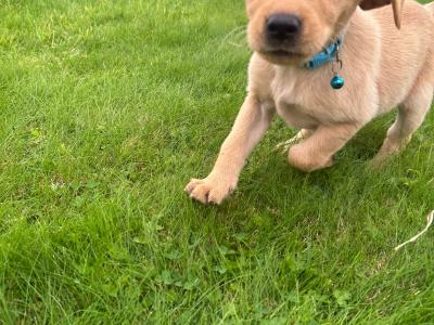 Labrador puppies in Kerry €500