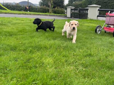 Labrador puppies in Kerry €500