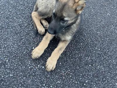 Male German Shepherd puppy in Cork