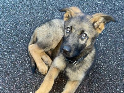 Male German Shepherd puppy in Cork