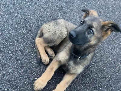 Male German Shepherd puppy in Cork
