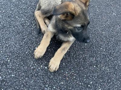 Male German Shepherd puppy in Cork