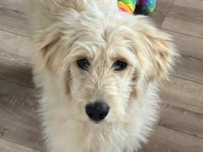 5 month old female Goldendoodle puppy for sale in Offaly