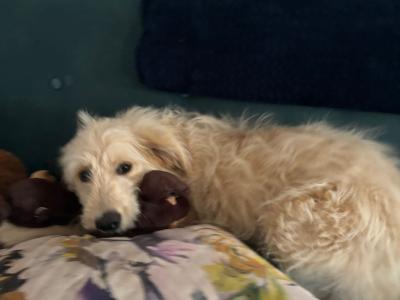 5 month old female Goldendoodle puppy for sale in Offaly