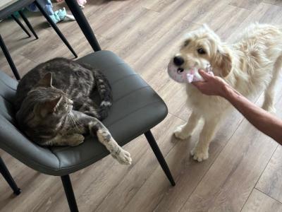 5 month old female Goldendoodle puppy for sale in Offaly