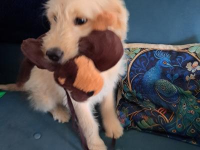 5 month old female Goldendoodle puppy for sale in Offaly