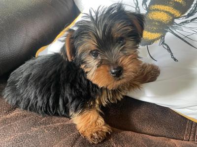 Miniature Yorkshire Terrier puppies for sale in Wexford