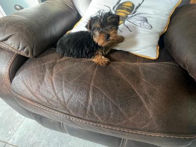 Miniature Yorkshire Terrier puppies for sale in Wexford