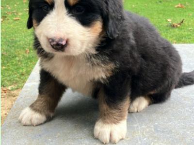 Bernese Mountain Dog puppies in Cork (Non-IKC)