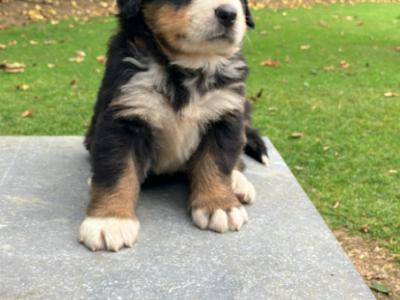 Bernese Mountain Dog puppies in Cork (Non-IKC)