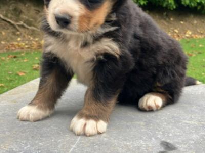 Bernese Mountain Dog puppies in Cork (Non-IKC)