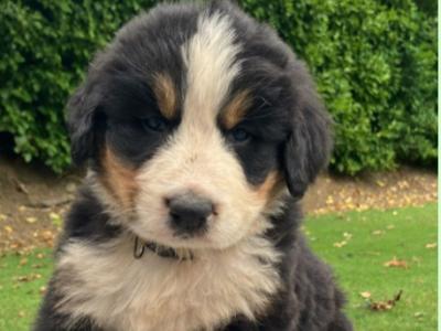 Bernese Mountain Dog puppies in Cork (Non-IKC)