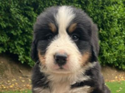 Bernese Mountain Dog puppies in Cork (Non-IKC)