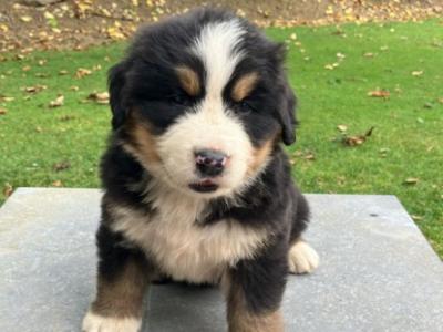 Bernese Mountain Dog puppies in Cork (Non-IKC)