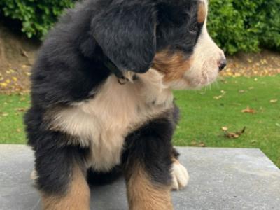 Bernese Mountain Dog puppies in Cork (Non-IKC)