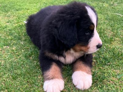 Bernese Mountain Dog puppies in Cork (Non-IKC)