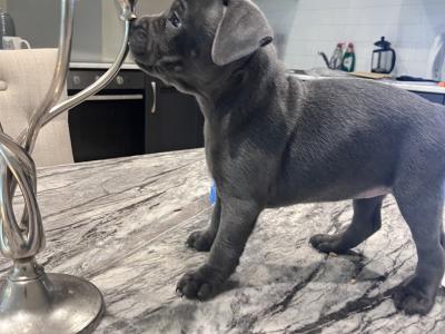 IKC Registered Healthy Champion Blue Staffordshire Bull Terrier puppies in Dublin