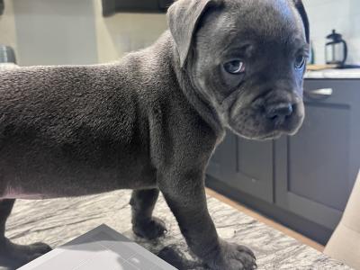 IKC Registered Healthy Champion Blue Staffordshire Bull Terrier puppies in Dublin