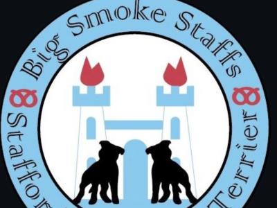 IKC Registered Healthy Champion Blue Staffordshire Bull Terrier puppies in Dublin