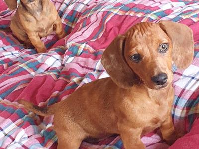 Beautiful Red Dachshunds. Only one Boy and one Girl left!