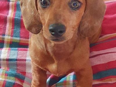 Beautiful Red Dachshunds. Only one Boy and one Girl left!