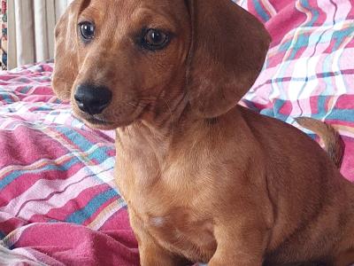 Beautiful Red Dachshunds. Only one Boy and one Girl left!