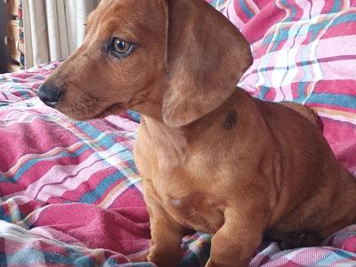 Beautiful Red Dachshunds. Only one Boy and one Girl left!