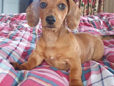 Beautiful Red Dachshunds. Only one Boy and one Girl left!