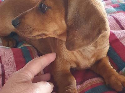 Beautiful Red Dachshunds. Only one Boy and one Girl left!