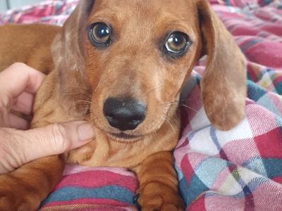 Beautiful Red Dachshunds. Only one Boy and one Girl left!