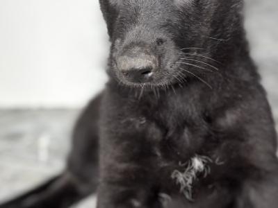 Last black female German Shepherd puppy available in Laois