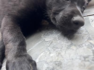 Last black female German Shepherd puppy available in Laois