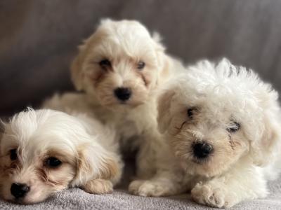 Miniture Maltipoo puppies in Carlow