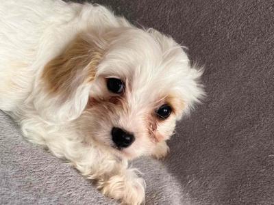 Miniture Maltipoo puppies in Carlow