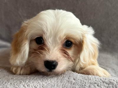Miniture Maltipoo puppies in Carlow