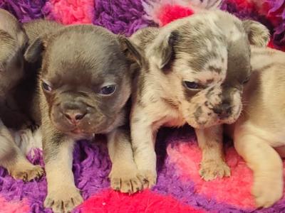 French Bulldog puppies 💥 in Down