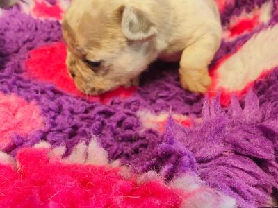 French Bulldog puppies 💥 in Down