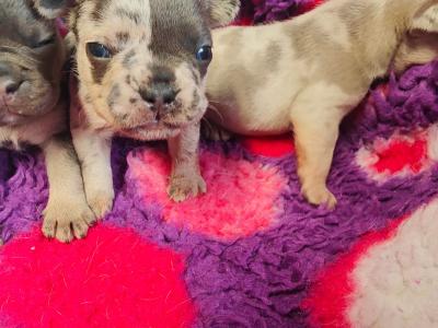 French Bulldog puppies 💥 in Down