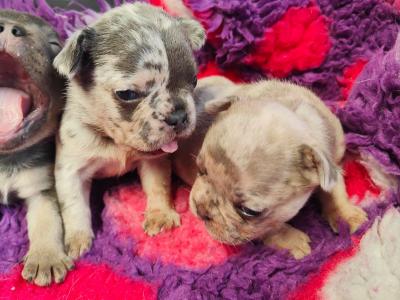 French Bulldog puppies 💥 in Down