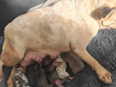 French Bulldog puppies 💥 in Down