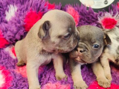 French Bulldog puppies 💥 in Down