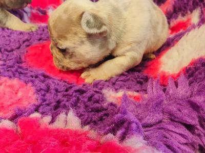 French Bulldog puppies 💥 in Down