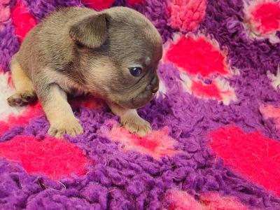 French Bulldog puppies 💥 in Down