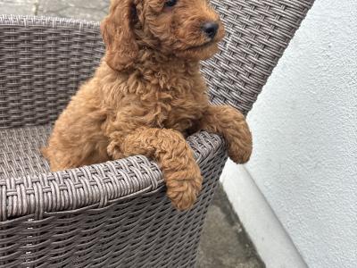 Miniature Poodle puppies 🐩 in Carlow