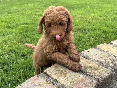 Miniature Poodle puppies 🐩 in Carlow