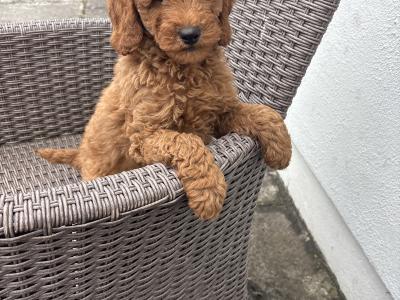Miniature Poodle puppies 🐩 in Carlow