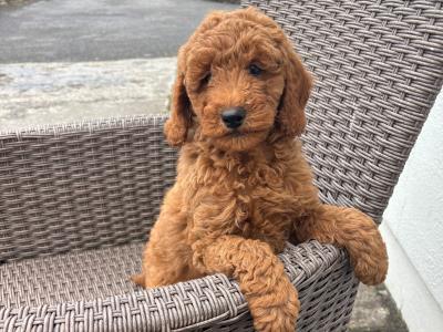 Miniature Poodle puppies 🐩 in Carlow