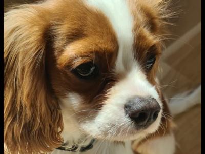 Beautiful male Cavalier For Sale