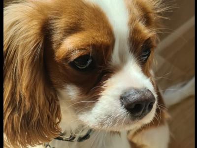 *No longer available* Beautiful male Cavalier King Charles Spaniel for sale in Dublin